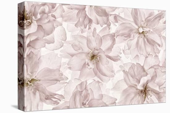 Translucent Cherry Blossom-Cora Niele-Stretched Canvas