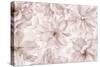 Translucent Cherry Blossom-Cora Niele-Stretched Canvas