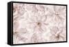 Translucent Cherry Blossom-Cora Niele-Framed Stretched Canvas