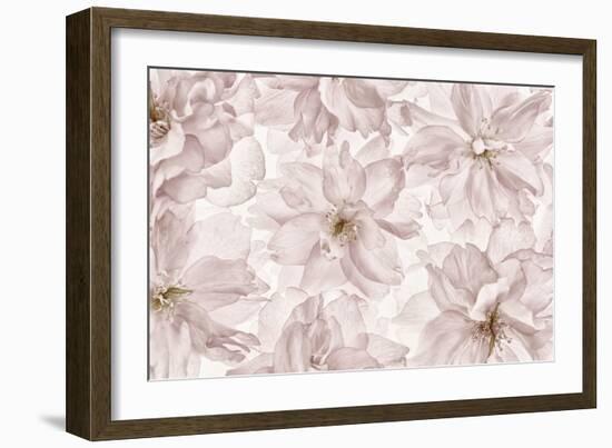 Translucent Cherry Blossom-Cora Niele-Framed Photographic Print