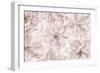 Translucent Cherry Blossom-Cora Niele-Framed Photographic Print