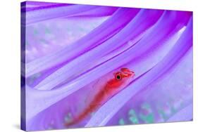 Translucent coral goby in Seapen, Indonesia-Georgette Douwma-Stretched Canvas