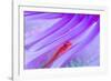 Translucent coral goby in Seapen, Indonesia-Georgette Douwma-Framed Photographic Print