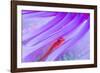 Translucent coral goby in Seapen, Indonesia-Georgette Douwma-Framed Photographic Print