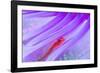 Translucent coral goby in Seapen, Indonesia-Georgette Douwma-Framed Photographic Print