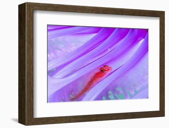 Translucent coral goby in Seapen, Indonesia-Georgette Douwma-Framed Photographic Print
