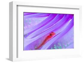 Translucent coral goby in Seapen, Indonesia-Georgette Douwma-Framed Photographic Print