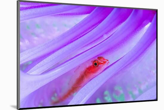 Translucent coral goby in Seapen, Indonesia-Georgette Douwma-Mounted Photographic Print