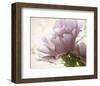 Translucent Peony I-Debra Van Swearingen-Framed Photo