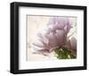 Translucent Peony I-Debra Van Swearingen-Framed Photo