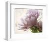 Translucent Peony I-Debra Van Swearingen-Framed Photo