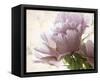 Translucent Peony I-Debra Van Swearingen-Framed Stretched Canvas