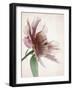 Translucent Peony II-Debra Swearingen-Framed Art Print