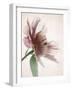 Translucent Peony II-Debra Swearingen-Framed Art Print