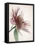 Translucent Peony II-Debra Swearingen-Framed Stretched Canvas