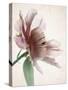 Translucent Peony II-Debra Swearingen-Stretched Canvas