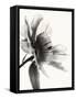 Translucent Peony IIBW-Debra Swearingen-Framed Stretched Canvas