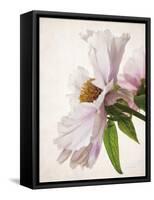 Translucent Peony IV-Debra Swearingen-Framed Stretched Canvas