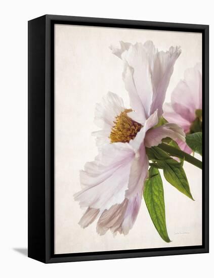 Translucent Peony IV-Debra Swearingen-Framed Stretched Canvas