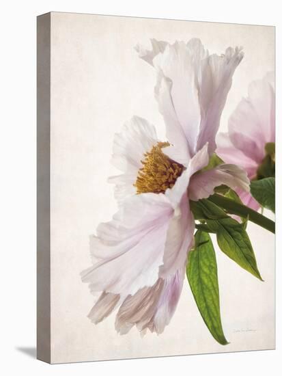 Translucent Peony IV-Debra Swearingen-Stretched Canvas