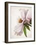 Translucent Peony IV-Debra Swearingen-Framed Art Print