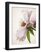 Translucent Peony IV-Debra Swearingen-Framed Art Print