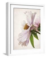 Translucent Peony IV-Debra Swearingen-Framed Art Print