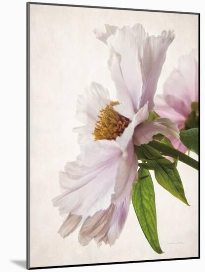 Translucent Peony IV-Debra Swearingen-Mounted Art Print