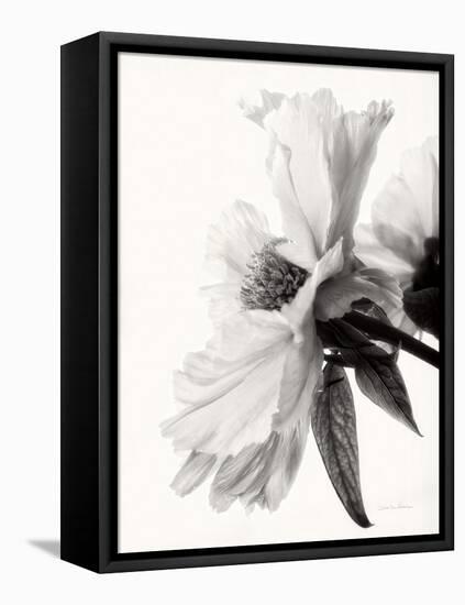 Translucent Peony IVBW-Debra Swearingen-Framed Stretched Canvas