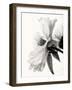 Translucent Peony IVBW-Debra Swearingen-Framed Art Print