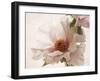 Translucent Peony V-Debra Swearingen-Framed Art Print