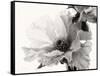 Translucent Peony VBW-Debra Swearingen-Framed Stretched Canvas