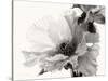 Translucent Peony VBW-Debra Swearingen-Stretched Canvas