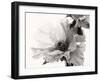 Translucent Peony VBW-Debra Swearingen-Framed Art Print