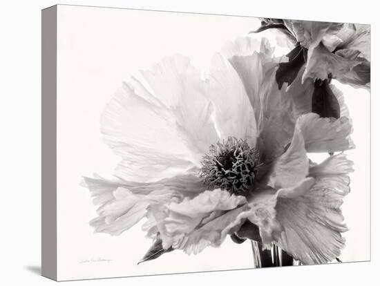 Translucent Peony VBW-Debra Swearingen-Stretched Canvas