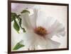 Translucent Peony VI-Debra Swearingen-Framed Art Print