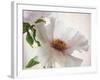 Translucent Peony VI-Debra Swearingen-Framed Art Print