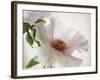 Translucent Peony VI-Debra Swearingen-Framed Art Print