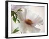 Translucent Peony VI-Debra Swearingen-Framed Art Print