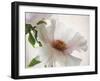 Translucent Peony VI-Debra Swearingen-Framed Art Print