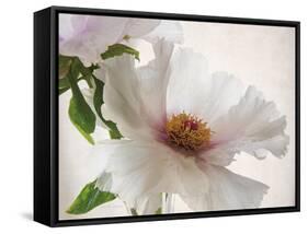 Translucent Peony VI-Debra Swearingen-Framed Stretched Canvas