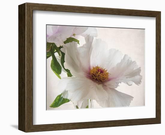 Translucent Peony VI-Debra Swearingen-Framed Art Print