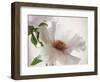 Translucent Peony VI-Debra Swearingen-Framed Art Print