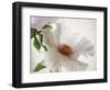 Translucent Peony VI-Debra Swearingen-Framed Art Print