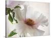 Translucent Peony VI-Debra Swearingen-Stretched Canvas