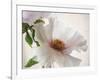 Translucent Peony VI-Debra Swearingen-Framed Art Print