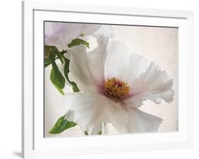 Translucent Peony VI-Debra Swearingen-Framed Art Print