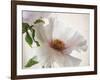 Translucent Peony VI-Debra Swearingen-Framed Art Print