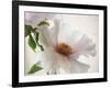 Translucent Peony VI-Debra Swearingen-Framed Art Print