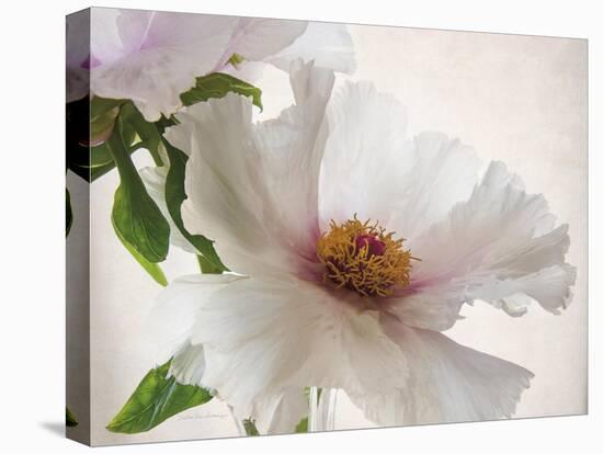 Translucent Peony VI-Debra Swearingen-Stretched Canvas